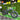 Engwe Engine Pro 2.0 - Inner City Scooters - Electric Bikes ireland